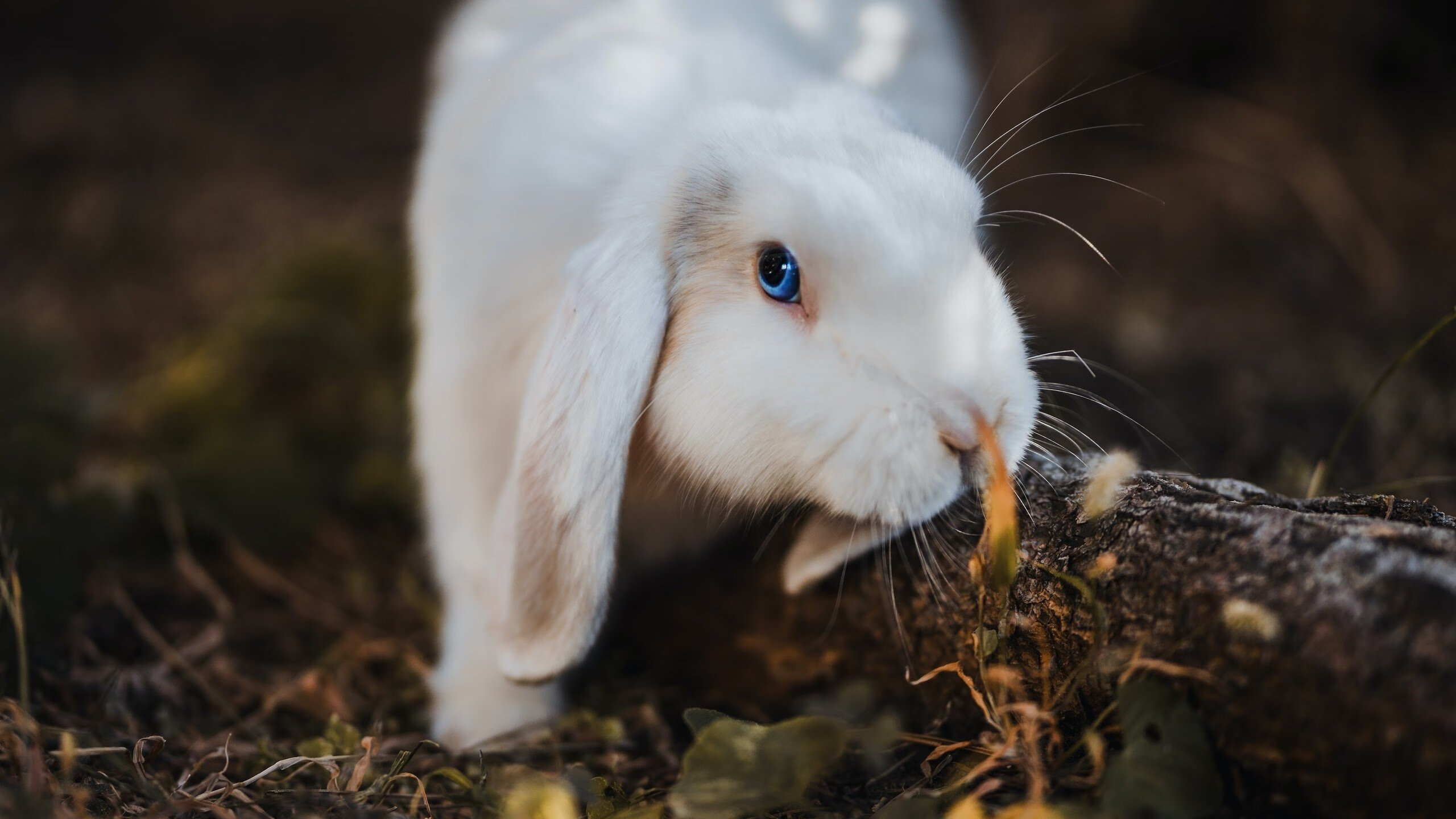 交易市场焦点:哪些球员最有可能转会?,球员转会谁说了算