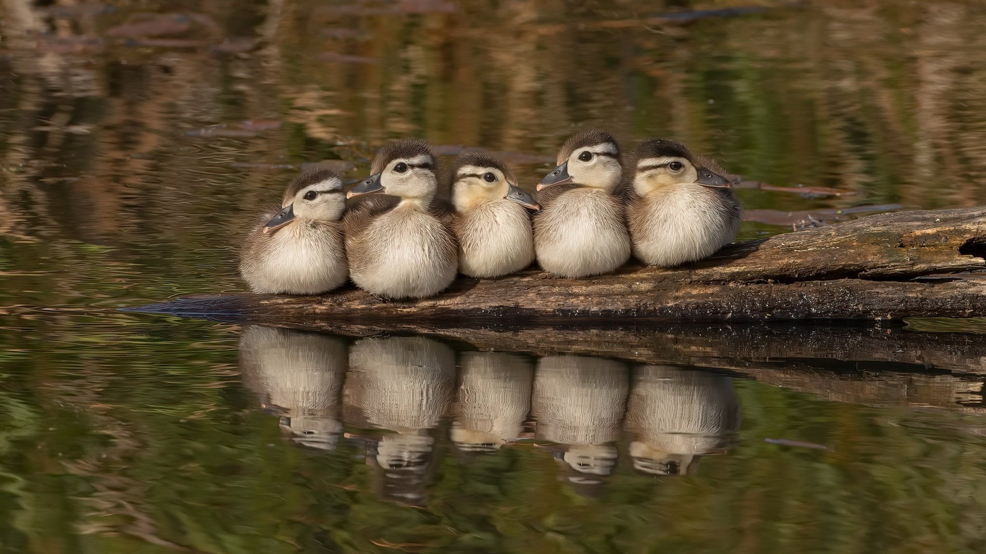 九游正版入口-墨西哥马术协会与学校合作，开展马术教育课程，推广马术文化。