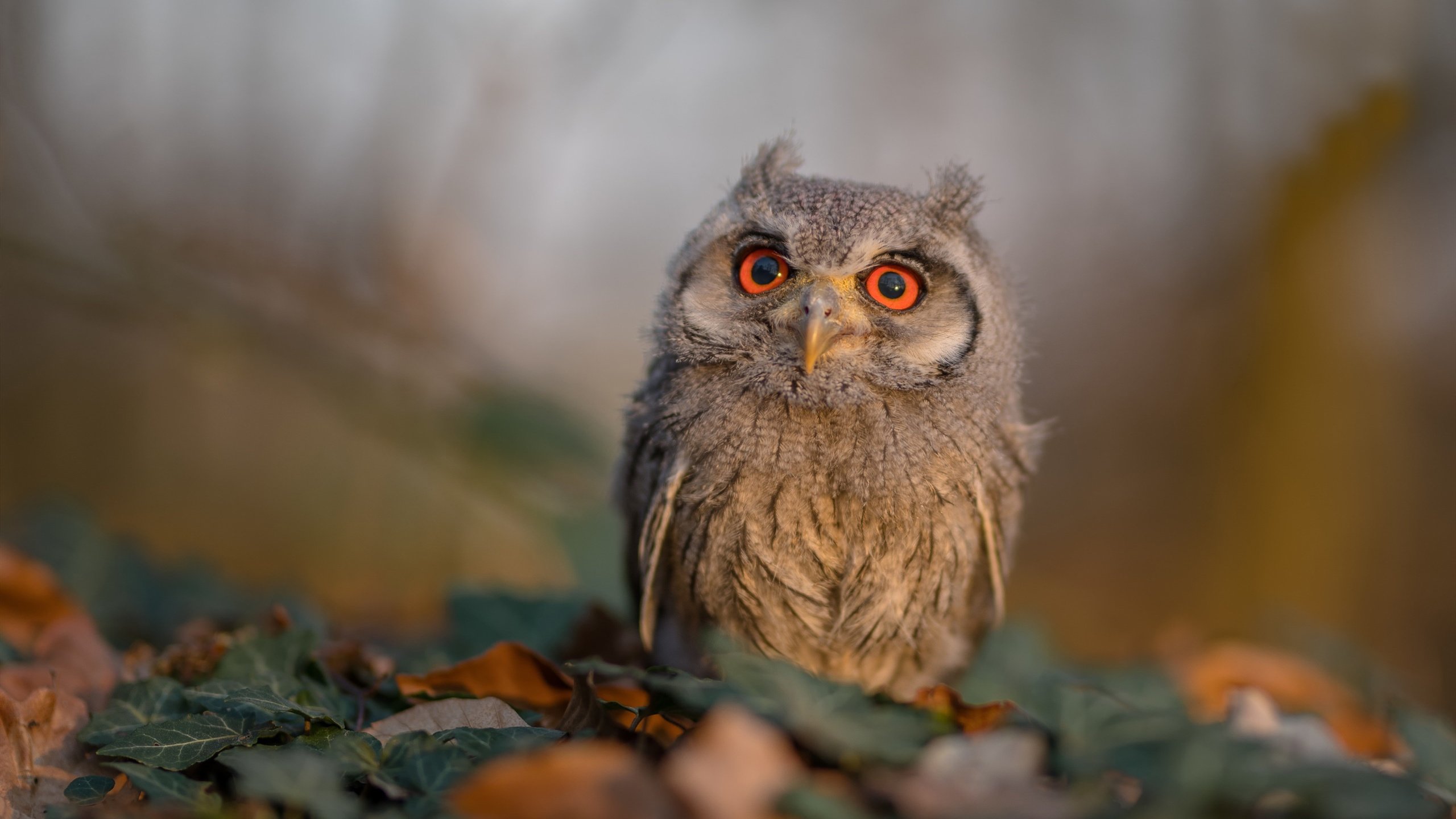 墨西哥马术协会与学校合作,开展马术教育课程,推广马术文化。