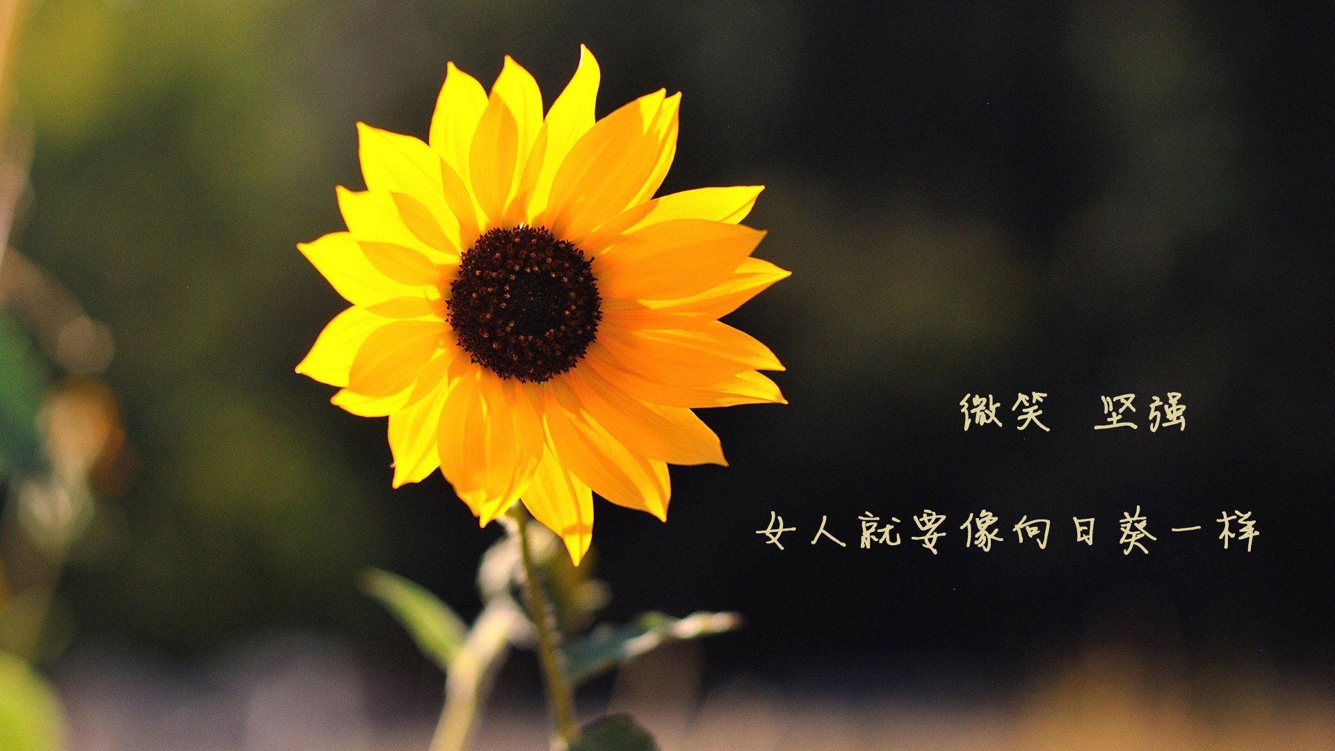 经典对决再现:那些令人怀念的“黄金对决”,电影经典对决