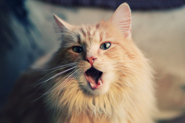 英超激烈争夺,精彩瞬间连续不断让人目不暇接,英超 激烈