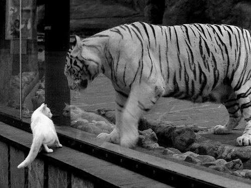 EDG率先启用AI心理压力识别模型辅助选手管理