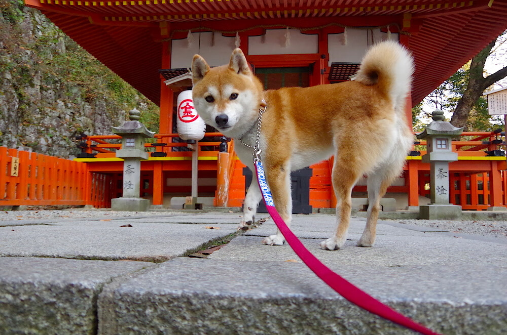 JIUYOU.COM-乌迪内斯主场击败维罗纳，欧战热门队登顶排名大涨，乌迪内斯 维罗纳