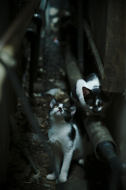 九游登录中心-兹韦勒逼平卡昂，胜利主场难求连续不胜，兹维列夫决赛