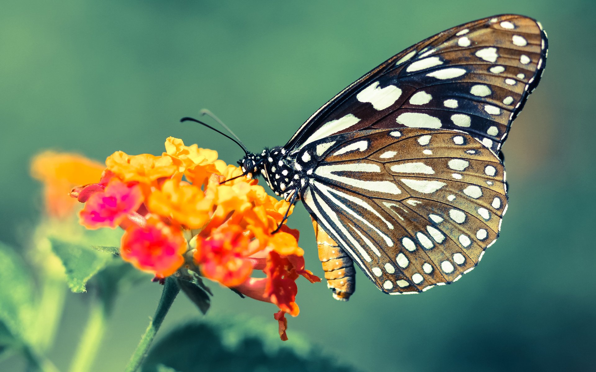 新疆队迎来胜利,强势打破对手的反扑,新疆队又输了
