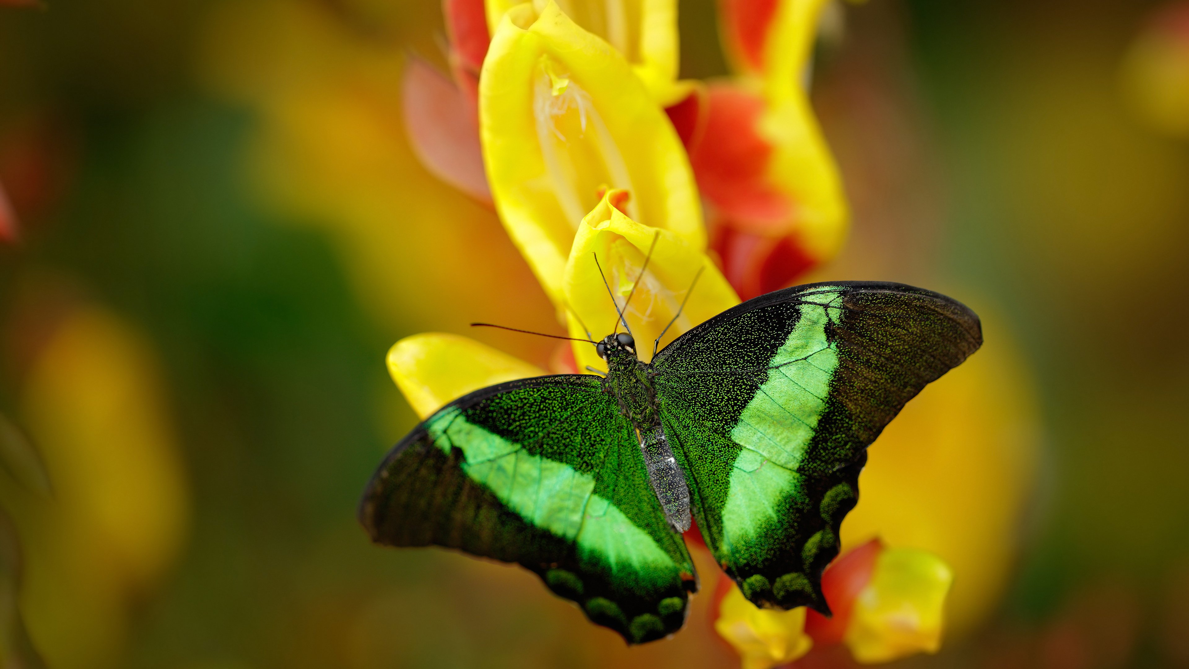 JIU YOU GAME-曼城将进行客场之旅，迎战诺里奇城，曼城与诺维奇的比赛预测