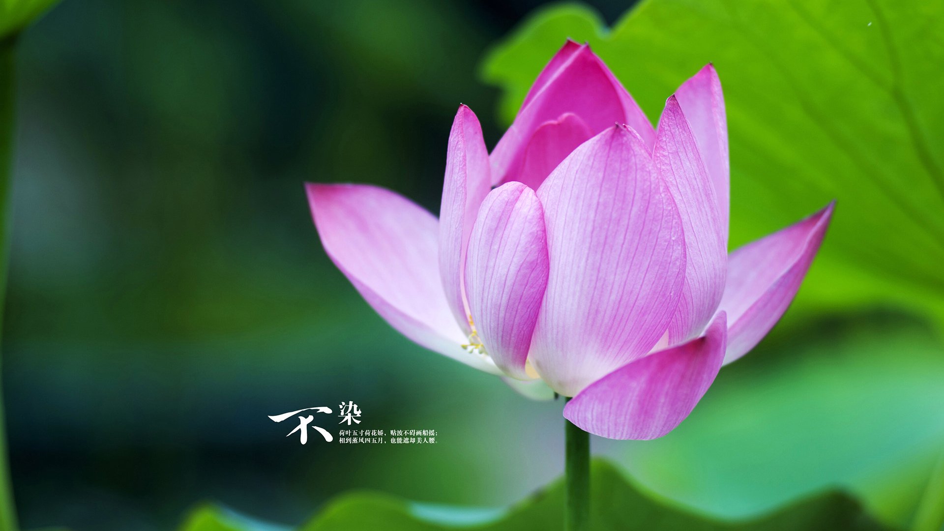 九游APP官网-瑞士马术协会建立马匹基因数据库，促进马匹选育与训练。，瑞士骑马