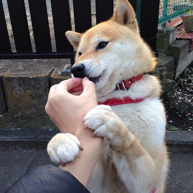 瓦伦西亚主场2-0战胜西班牙人,取得关键三分,瓦伦西亚 主场