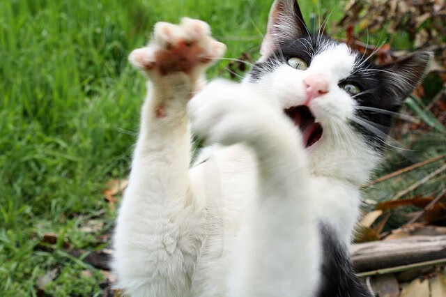 -首尔SK骑士战术调整成效显著，首尔sk骑士比赛