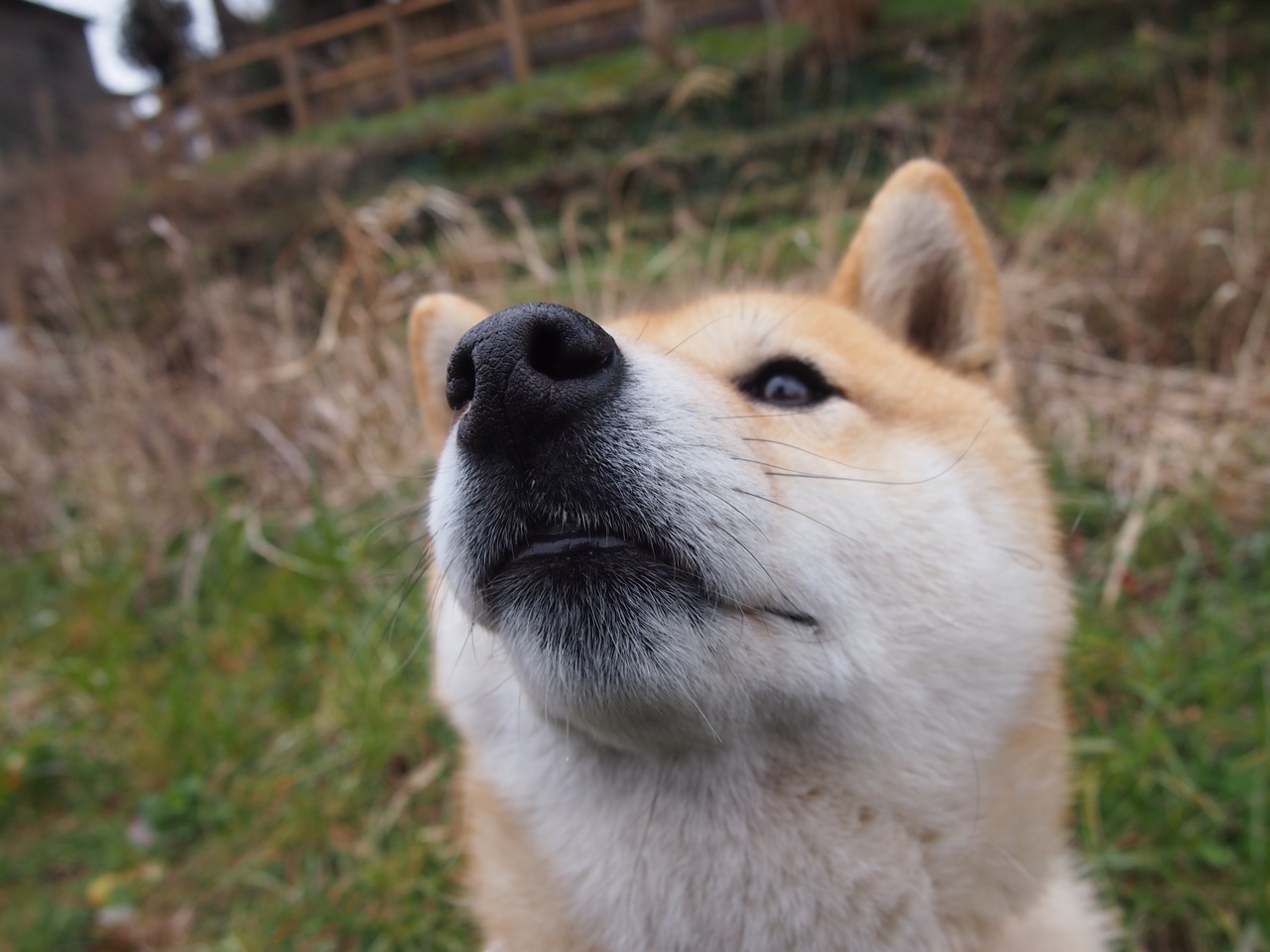 埃及队在2024年混合团体世界杯中的团队协作,埃及参加过几次世界杯