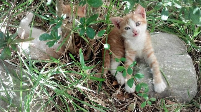 Kós双项目晋级,显示项目多样性