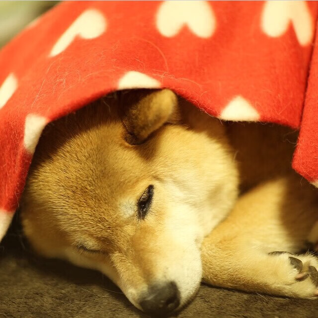 九游网游官网-南非男篮在非洲预赛中拼搏不止，迈向奥运