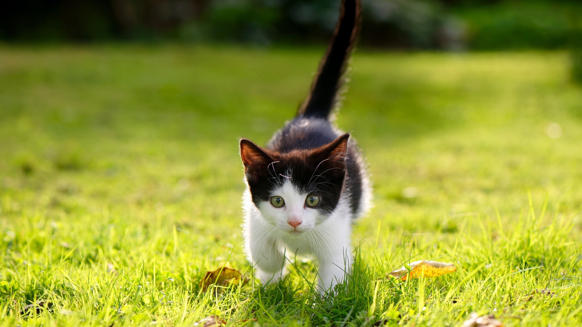 塔特帮助袋鼠队在橄榄球锦标赛中超越传统强队