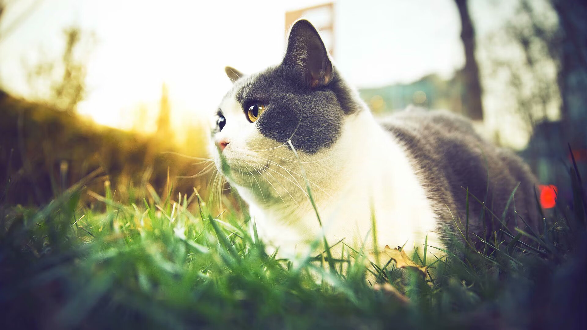 日本队在亚洲杯中表现亮眼,志在夺冠