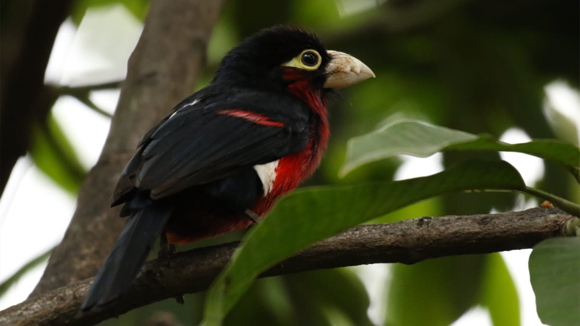 -灰熊重用年轻球员着眼未来培养计划，灰熊最强球员