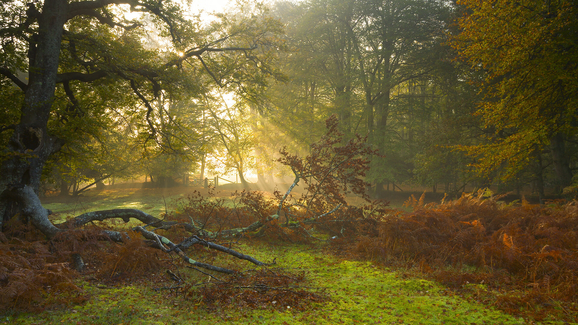 福特：每次进攻与防守之间的完美转换，让全黑队形成独特风格，福特 比赛